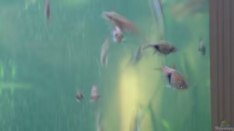 Keilfleckbärblinge von T. (5)