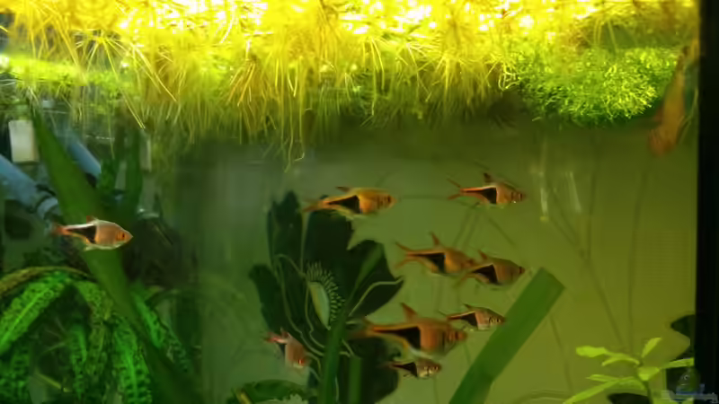 Keilfleckbärblinge warten auf die Gelegenheit den Laich der Zwergfadenfische zu von m.k.b.1983 (17)