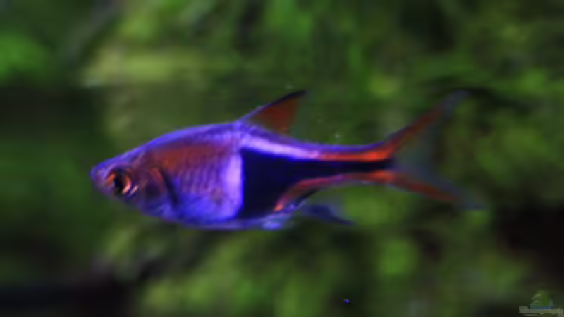 Trigonostigma im Aquarium halten (Einrichtungsbeispiele mit Trigonostigma-Arten)