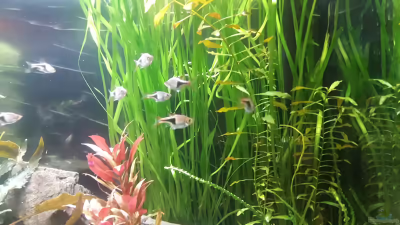 Keilfleckbarben: Der Dauerbrenner für Gesellschaftsaquarien