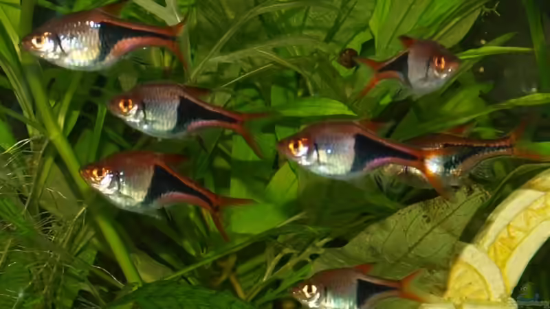 Keilfleckbarben: Der Dauerbrenner für Gesellschaftsaquarien