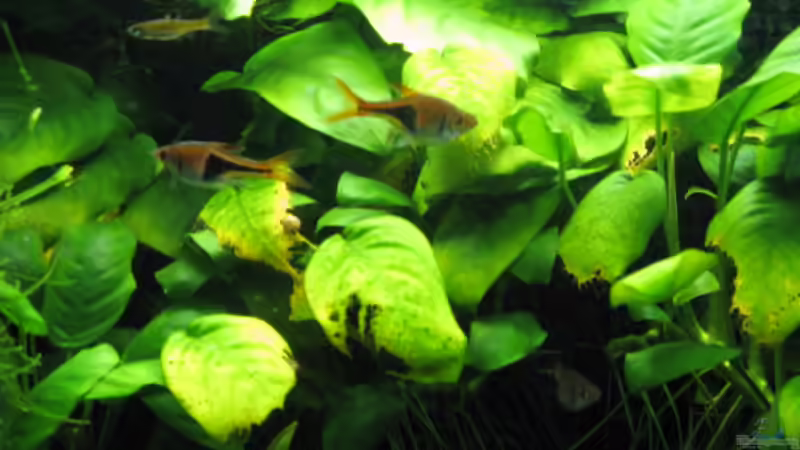 Keilfleckbarben 22.2.2008 von Kocki (11)