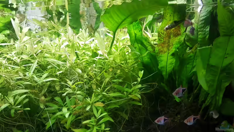 Keilfleckbarben beim Ablaichen...    von odin 68 (62)