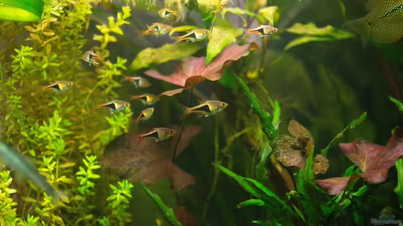 Keilfleckbarben im Schwarm von Sarah (40)