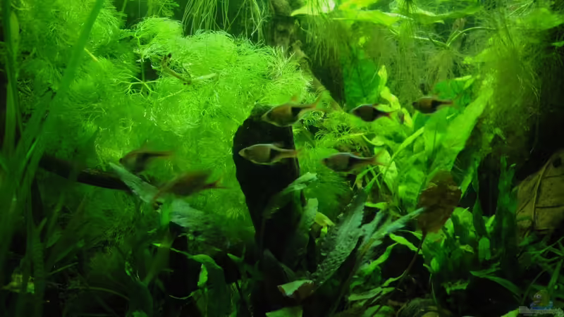 Keilfleckbarben Rasbora heteromorpha von Fischkopp83 (15)