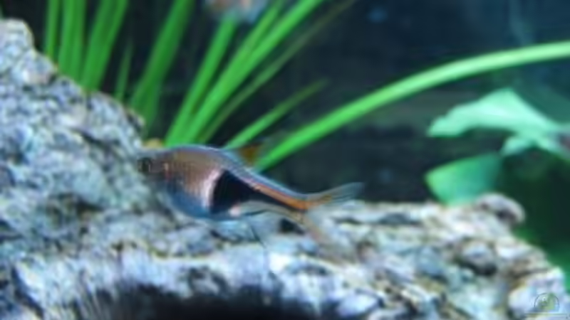 Trigonostigma im Aquarium halten (Einrichtungsbeispiele mit Trigonostigma-Arten)