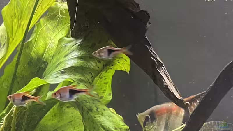 Keilfleckbarben und Rotrückenskalar von Mika (19)