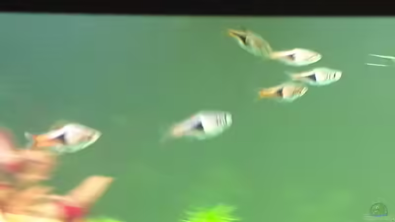 Keilfleckbarben von baw (11)