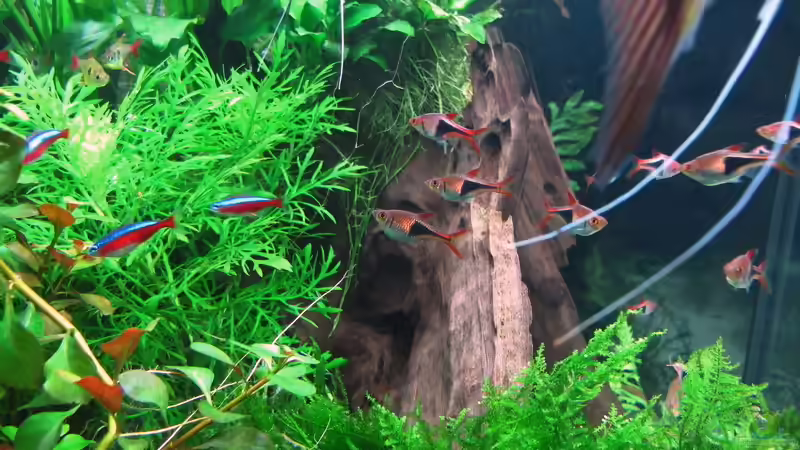 Keilfleckbarben von Sarah (68)