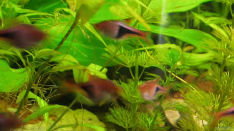 Keilfleckbarben von sternenbanner (9)