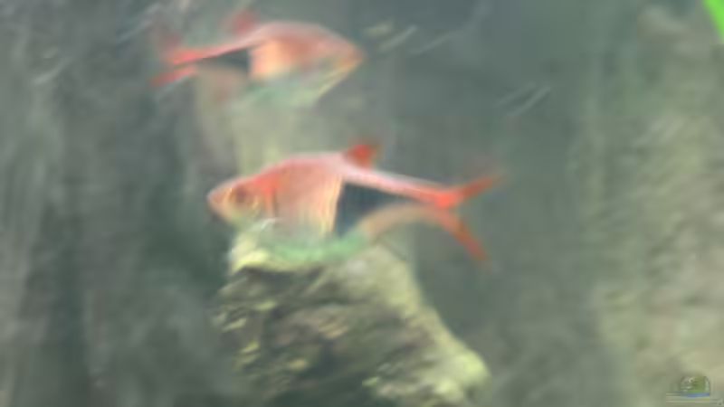 Keilfleckbarben von Thorsten Makoschey (14)