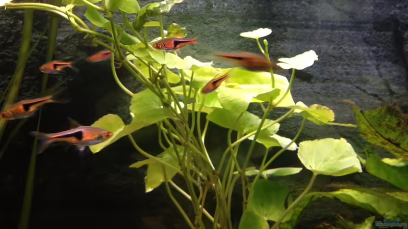 keilfleckbarben von ulli85 (13)