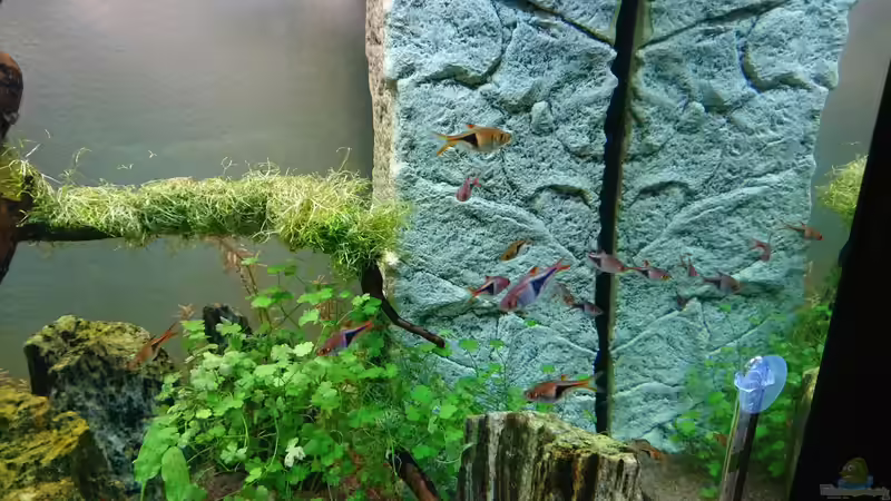 Keilfleckbarben von ulli85 (24)