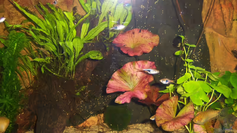 Keilfleckbarben vor Wurzeln 12.02.2015 von Schratze (60)