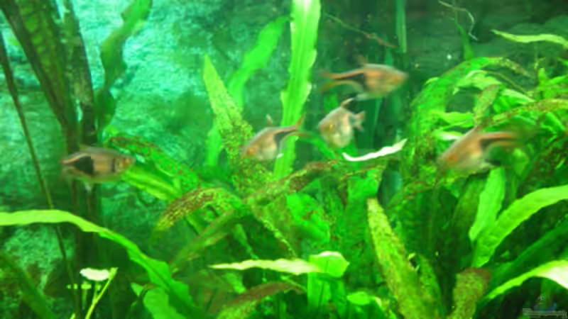 Keilflecken und Zebras.... von Thomas Ahrens (16)