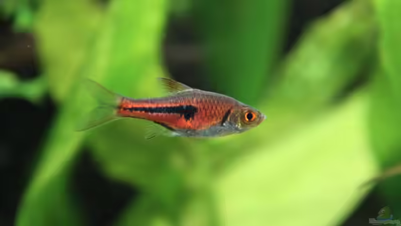 Keilfleckenbärbling (Trigonostigma heteromorpha) von Basti.hh (31)