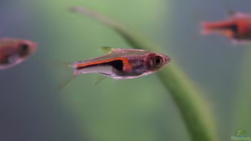 Keilfleckenbarbe von Sauerlandmicha (37)