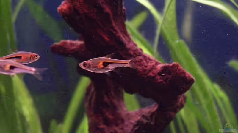 Keilfleckenbarben von Sauerlandmicha (39)