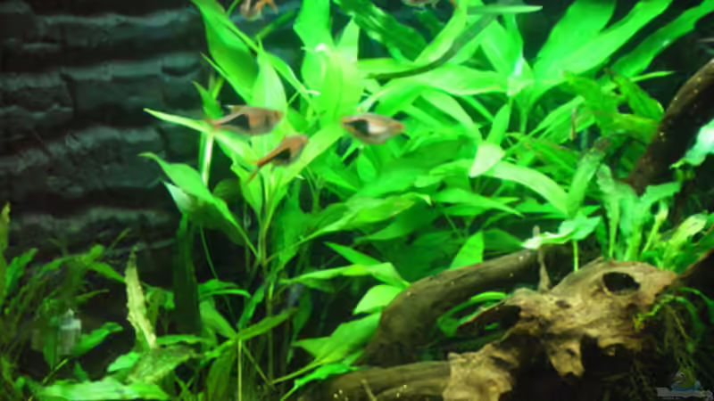 Keili´s und Zebra´s von Thomas Ahrens (39)