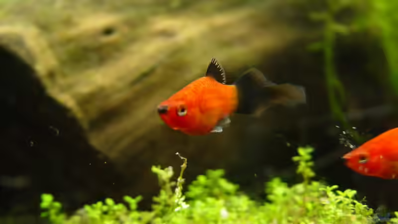 Keilspitz Platy von kleintommy (16)