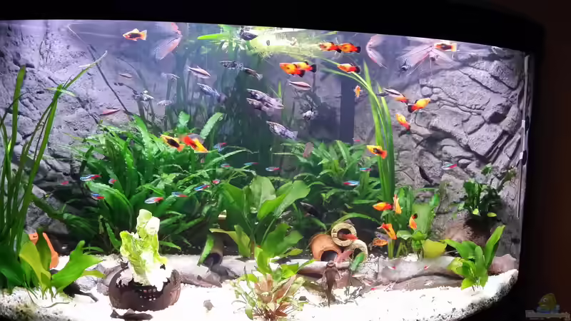 kein Algenbefall mehr von Steffen und Felix (58)