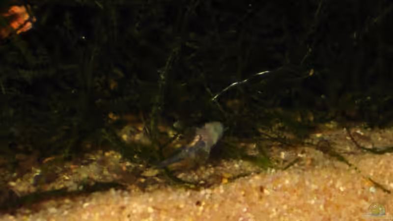 Kein besonders schönes Bild aber dennoch: mein erster Nachwuchs! von Frances (17)