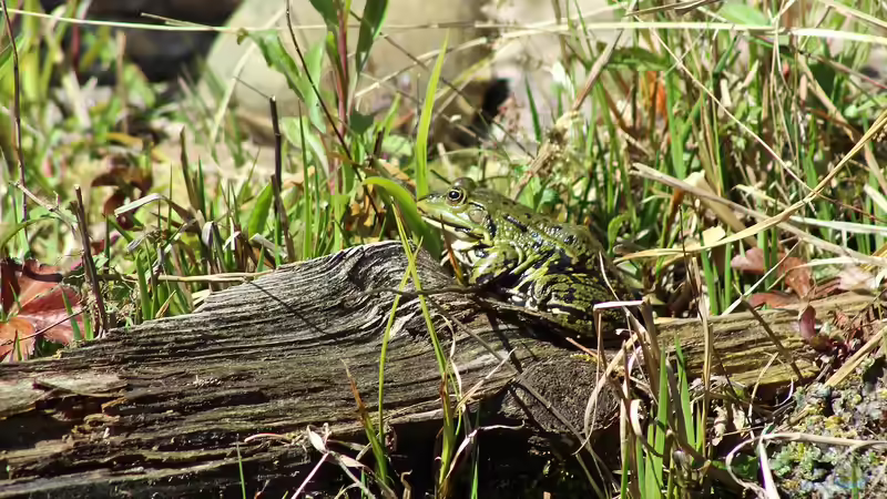 Kein Dünger im Uferbereich: Wie Gartendünger dem Teich schadet