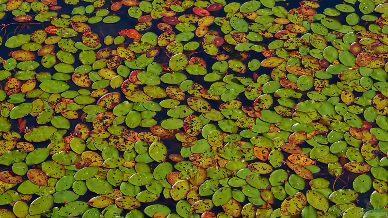 Kein Dünger im Uferbereich: Wie Gartendünger dem Teich schadet