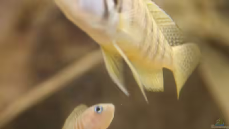 Kein Respekt vor großen Fischen! Neolamprologus multifasciatus verteidigt sein Revier von photizo (21)