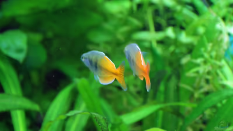 kein Spiegelbild :-) von Aniram (23)