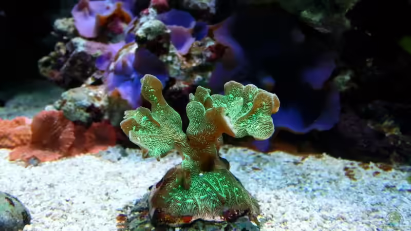 keine Ahnung von Dirk Schäfer (21)