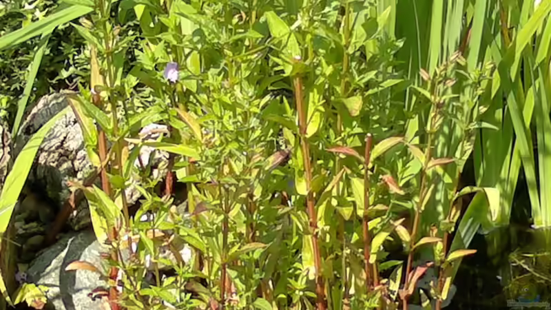 (keine Ahnung was das ist - war ein Geschenk) von Sambia (22)