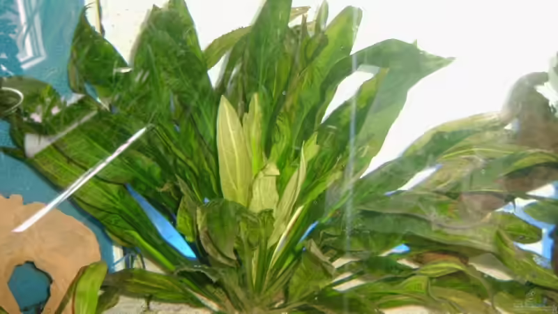 keine ahnung wie die heisen sind schon paar jahre alt von hundsling (2)