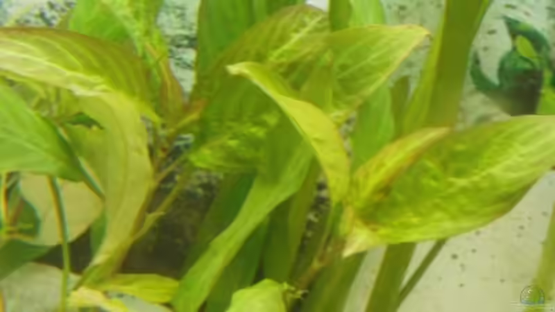 Keine Ahnung wie die heißt von Benni King (4)