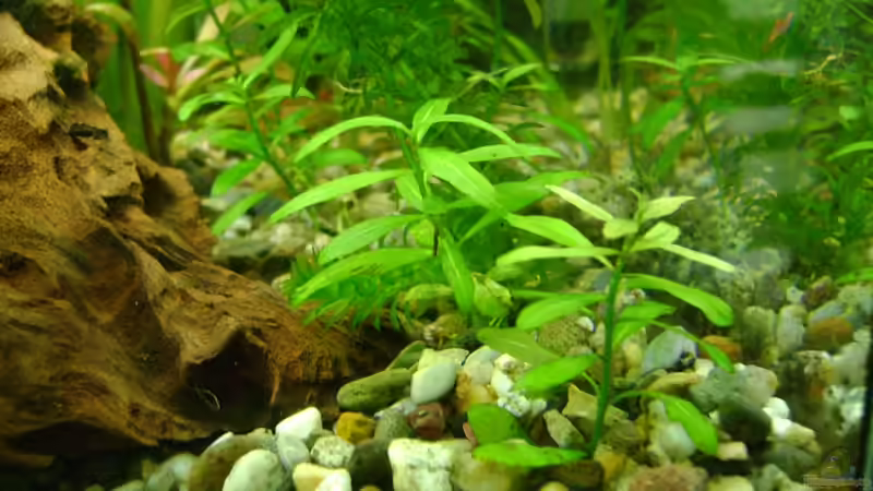 keine Ahnung wie die heisst? von Franz Wüest (17)