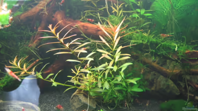 Keine Ahnung wie die Pflanze heißt von Gerd Zimmermann (12)