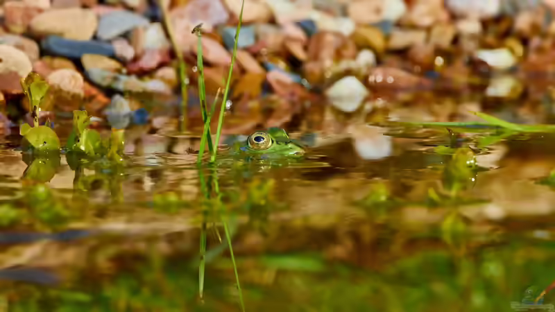 Keine Frösche im Gartenteich? Warum manche Teiche einfach unentdeckt bleiben