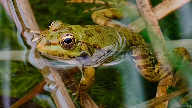 Keine Frösche im Gartenteich? Warum manche Teiche einfach unentdeckt bleiben
