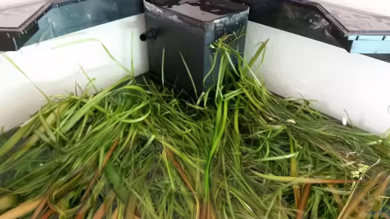 Vallisneria spiralis im Aquarium (Einrichtungsbeispiele mit Glattblättrige Sumpfschraube)