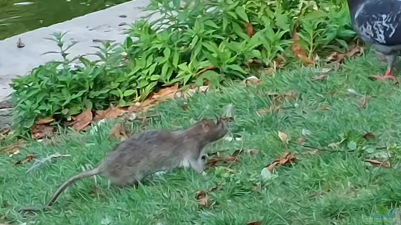 Keine Ratten im Komposthaufen: Wie du die unerwünschten Gäste verhinderst