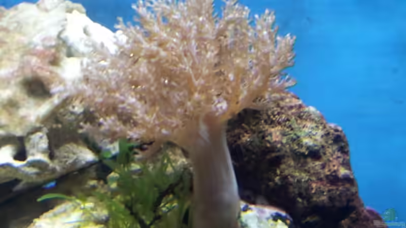 Kenia Bäumchen von Christian Höse (11)