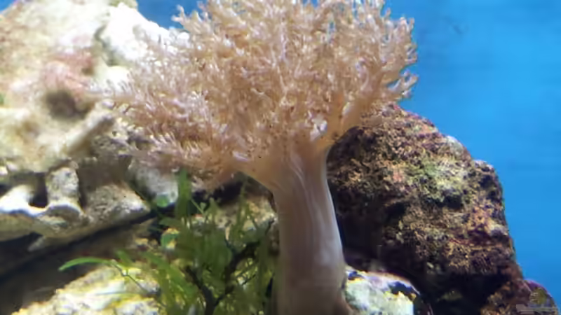 Kenia Bäumchen von Christian Höse (12)