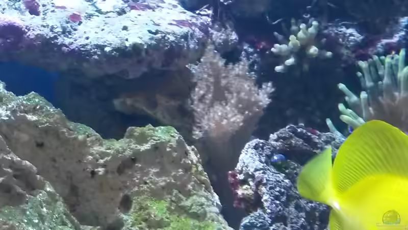 Keniabäumchen  von Wiege (8)