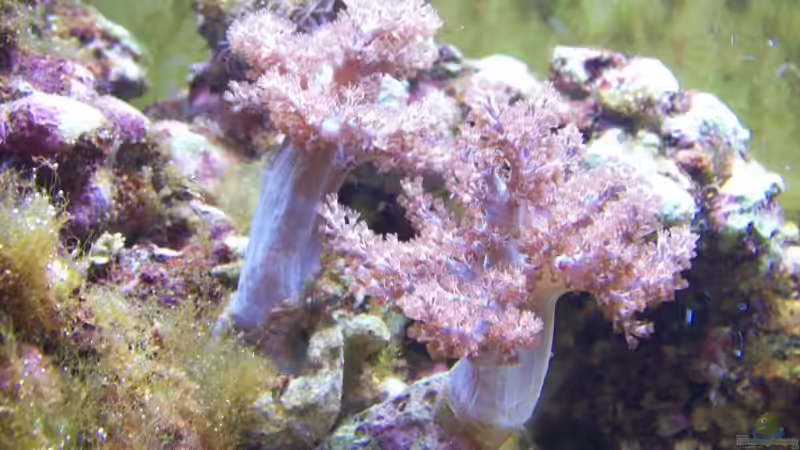 Keniabäumchen Stand 28.05.08 von Alper Alihsan (8)