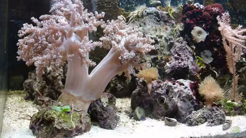 Keniabaum und Scheibenanemonen von Jane Vogeler (3)