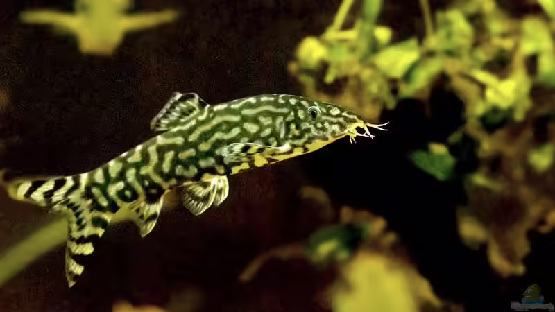 Kennt jemand die Art? Ich tippe auf Botia almorhae? von Benjamin Hamann (15)