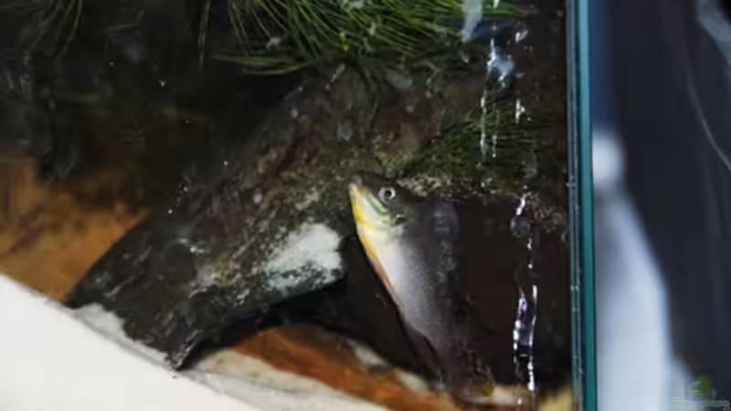 Kerl von Cichlid Power (9)