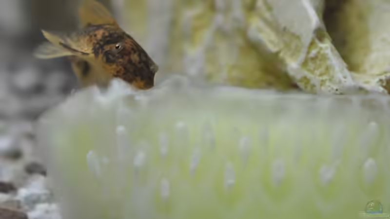 Keule - ein kleiner Wels beim Frühstück von SteB-Studio (8)