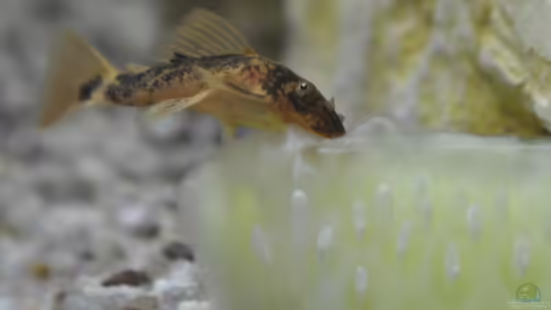 Keule - kleiner Wels beim Frühstück von SteB-Studio (11)