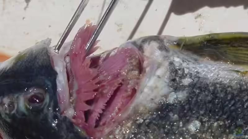 Kiemen: So funktionieren die Atemorgane der Fische